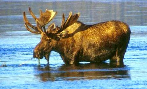Wading_moose
