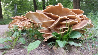 Reuzenzwam - Meripilus giganteus. 