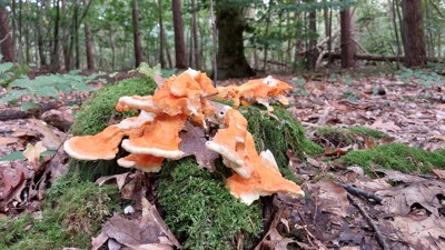 Zwavelzwam - Laetiporus sulphureus