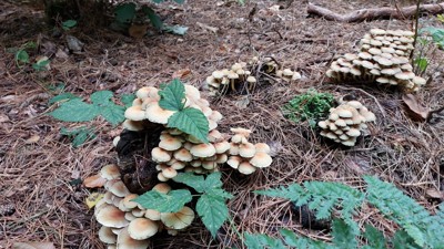 Gewone zwavelkop - Hypholoma fasciculare