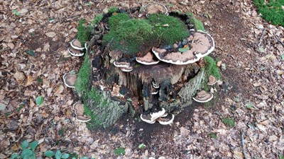 Dikrandtonderzwam - Ganoderma adspersum