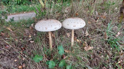 Grote parasolzwam - Macrolepiota procera 