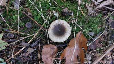 Kamrussula - Russula pectinata en andere
