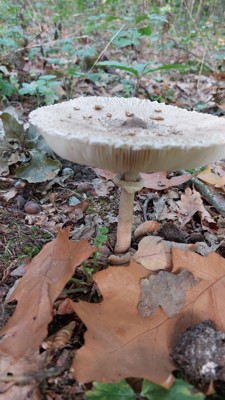 De grote parasolzwam (Macrolepiota procera)